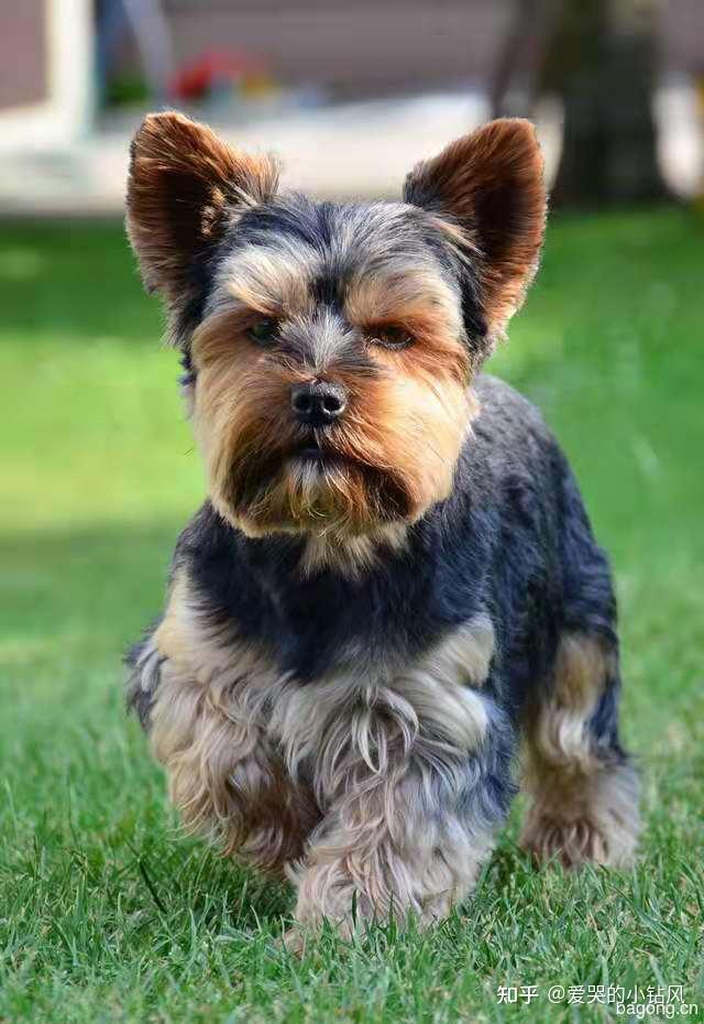约克夏梗yorkshireterrier