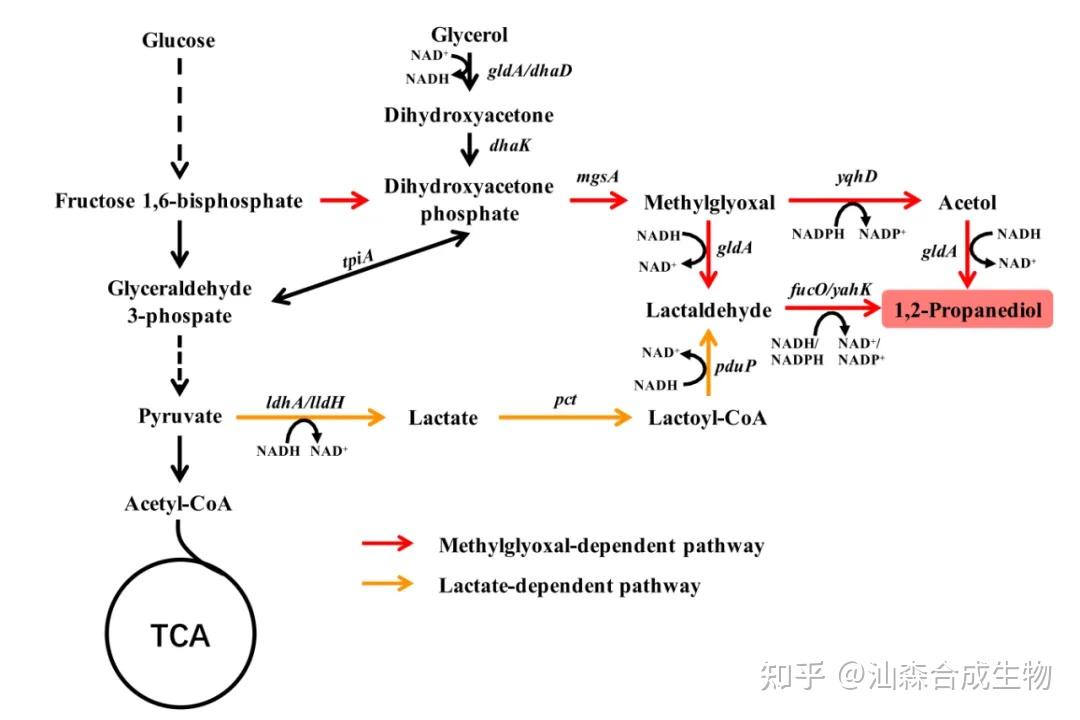 清华陈振团队最新综述:微生物合成二元醇取得重要进展