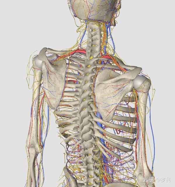 怎么缓解颈椎引起的手麻 知乎
