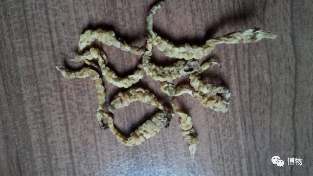 螺丝菜的螺纹是人工扭的吗