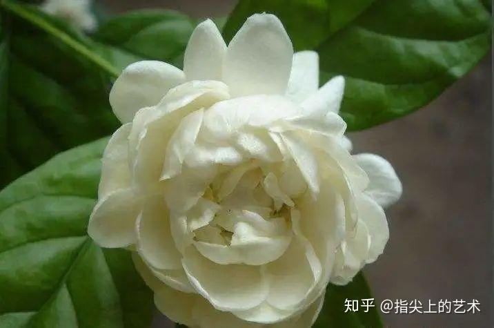 茉莉花中的重瓣花,名叫虎头茉莉,天冷需要做好保温工作