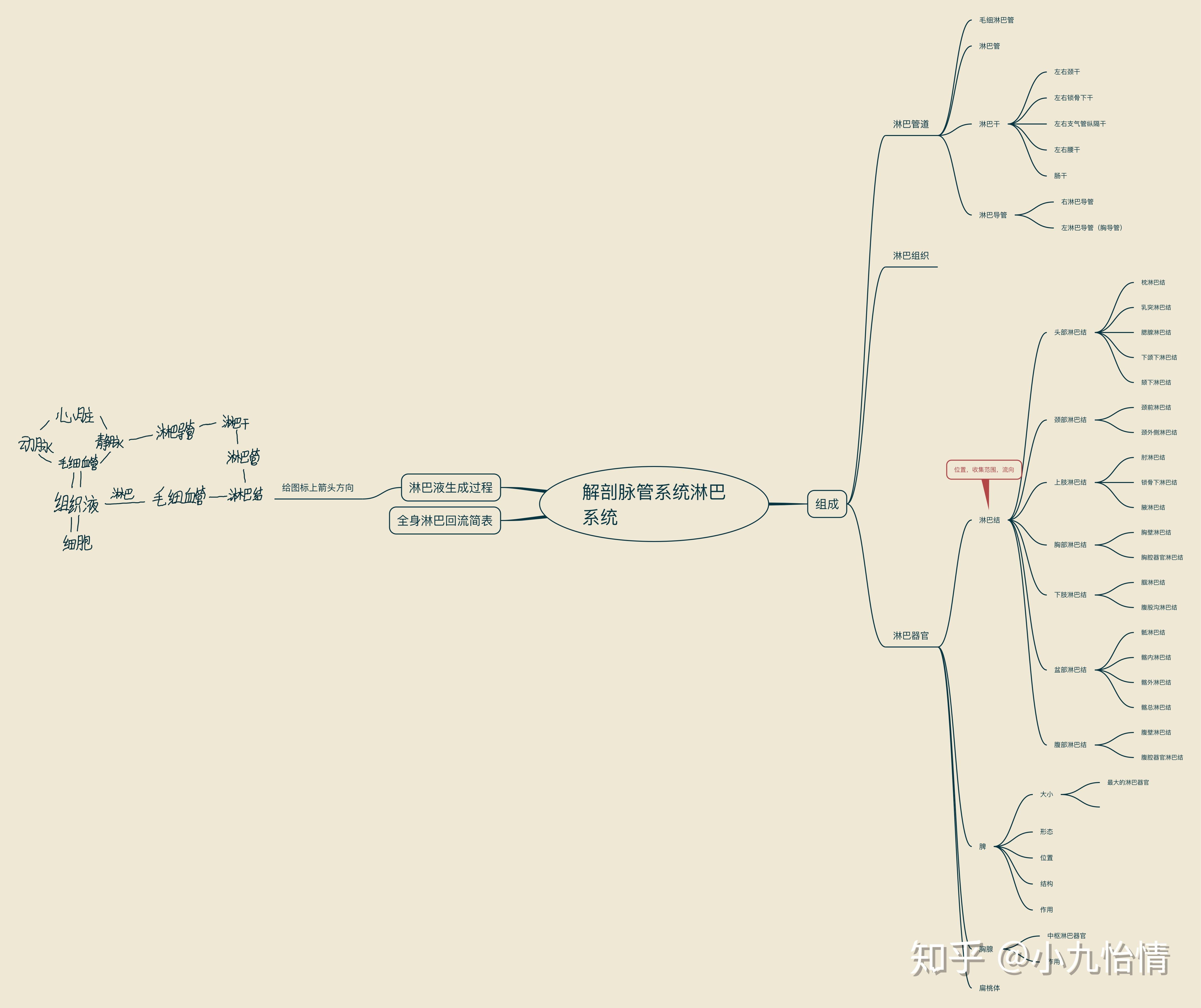 系统解剖思维导图手绘图片