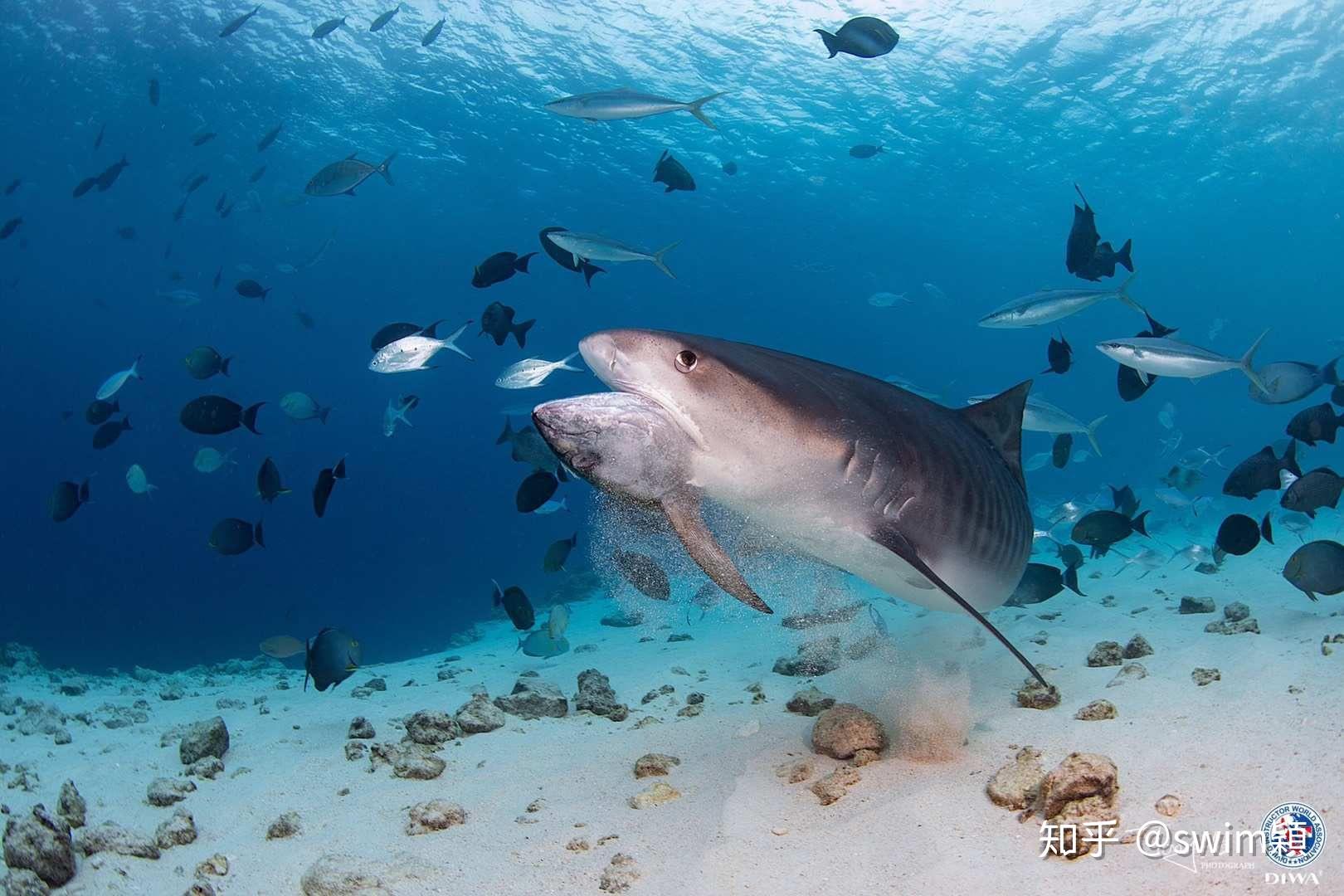 超帅虎鲨在鱼群图片大全-动物图片
