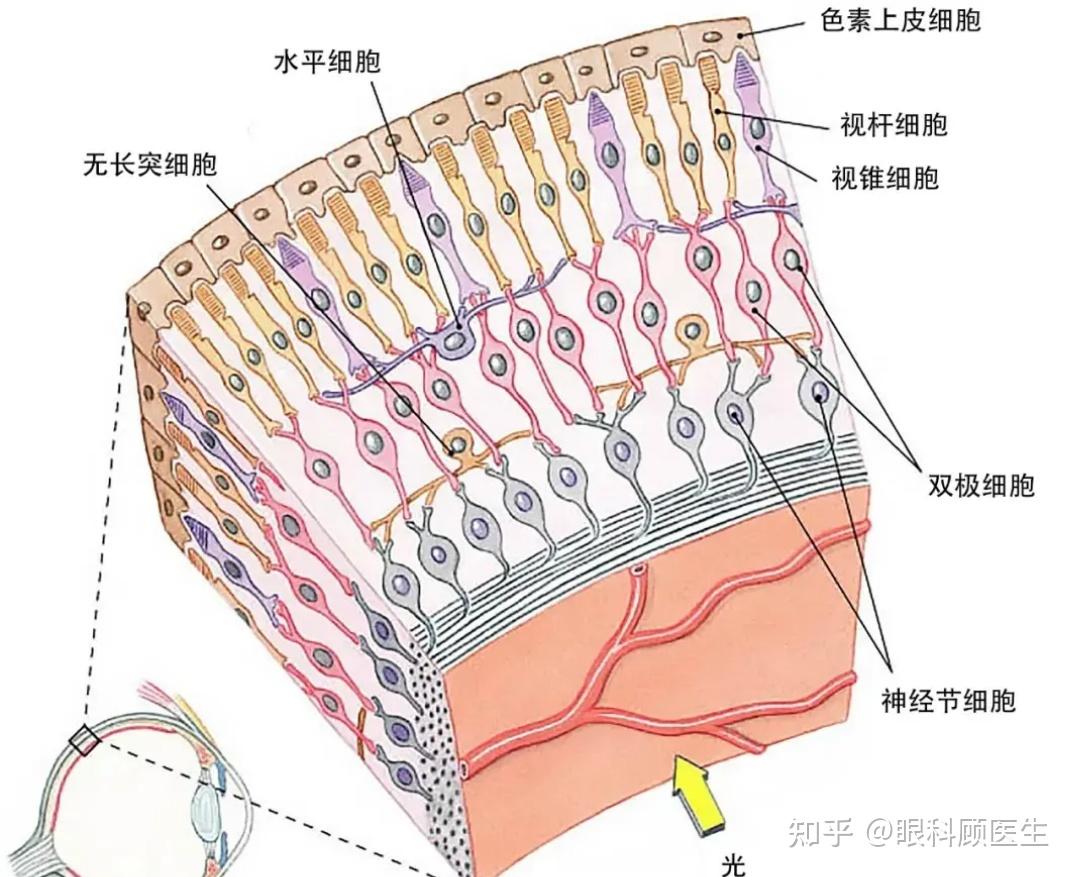 光感受器是视网膜上的第一级神经元,分视杆细胞和视锥细胞两种.