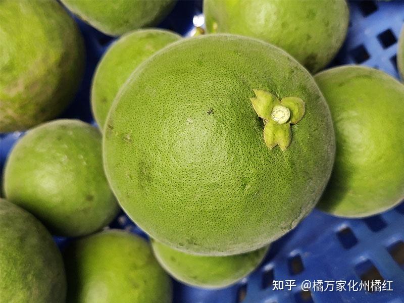 化橘红的吃法：生鲜化州橘红可以吃吗？ - 知乎
