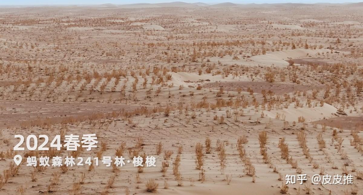 种树治沙在行动 蚂蚁森林宣布再捐1亿元支持甘肃助力人进沙退