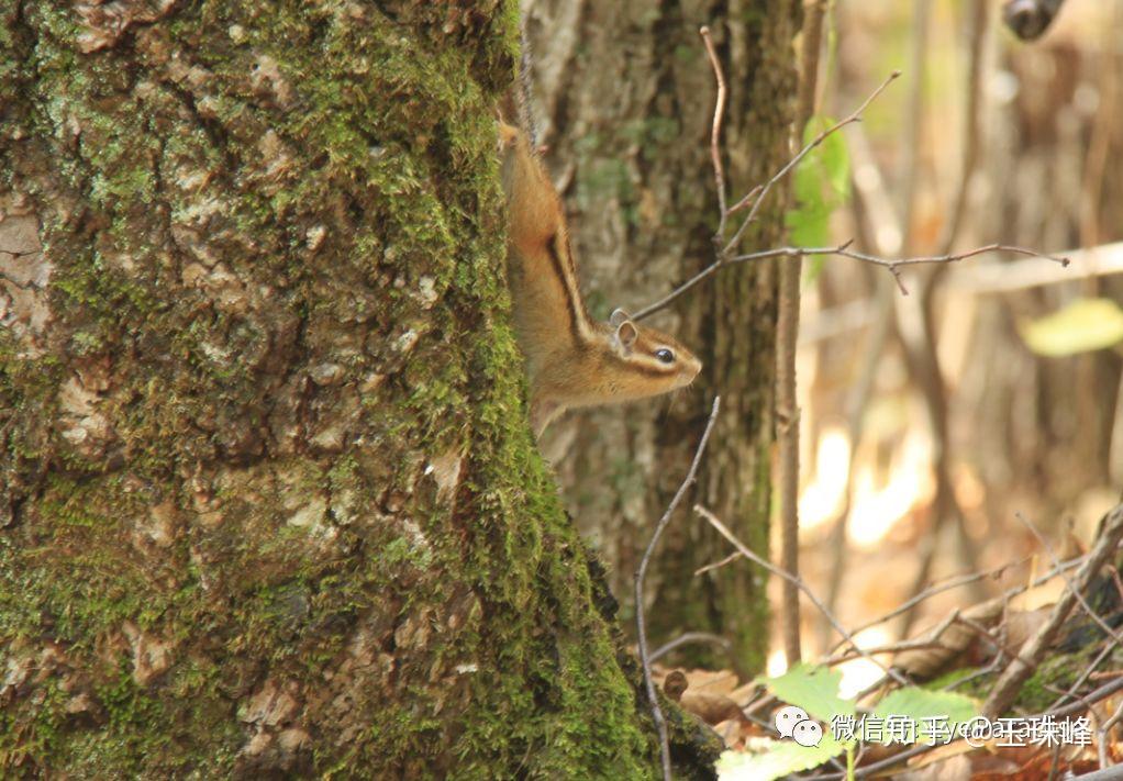 东北乌苏里江行日记六兴东道台府的鸭罗香
