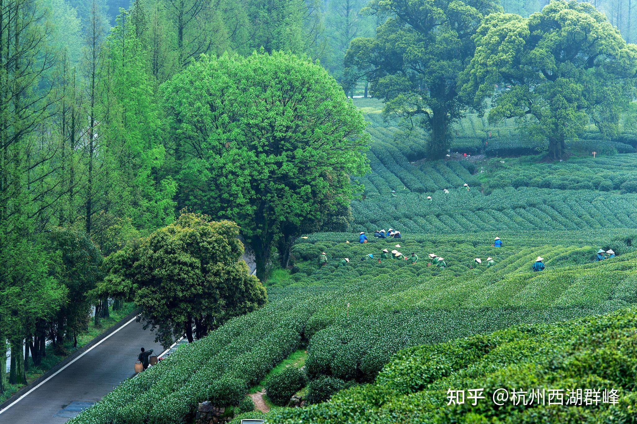 杭州西湖龙井茶园风光