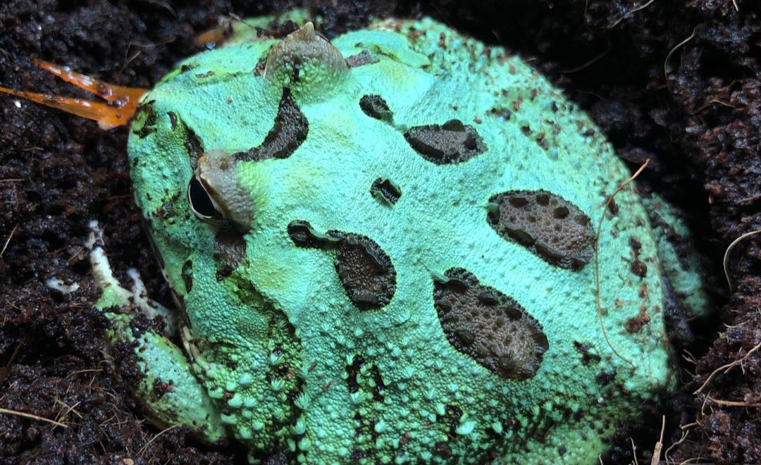 喂角蛙速冻小草金儿