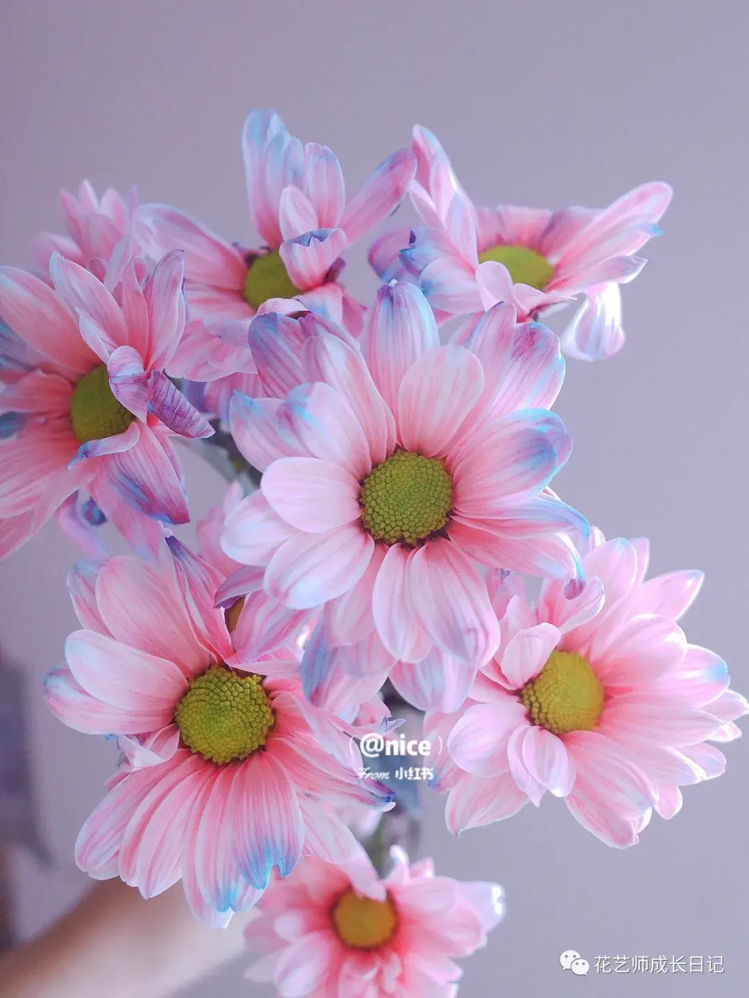 每日一花口香糖小菊夏日超长待机王vol11