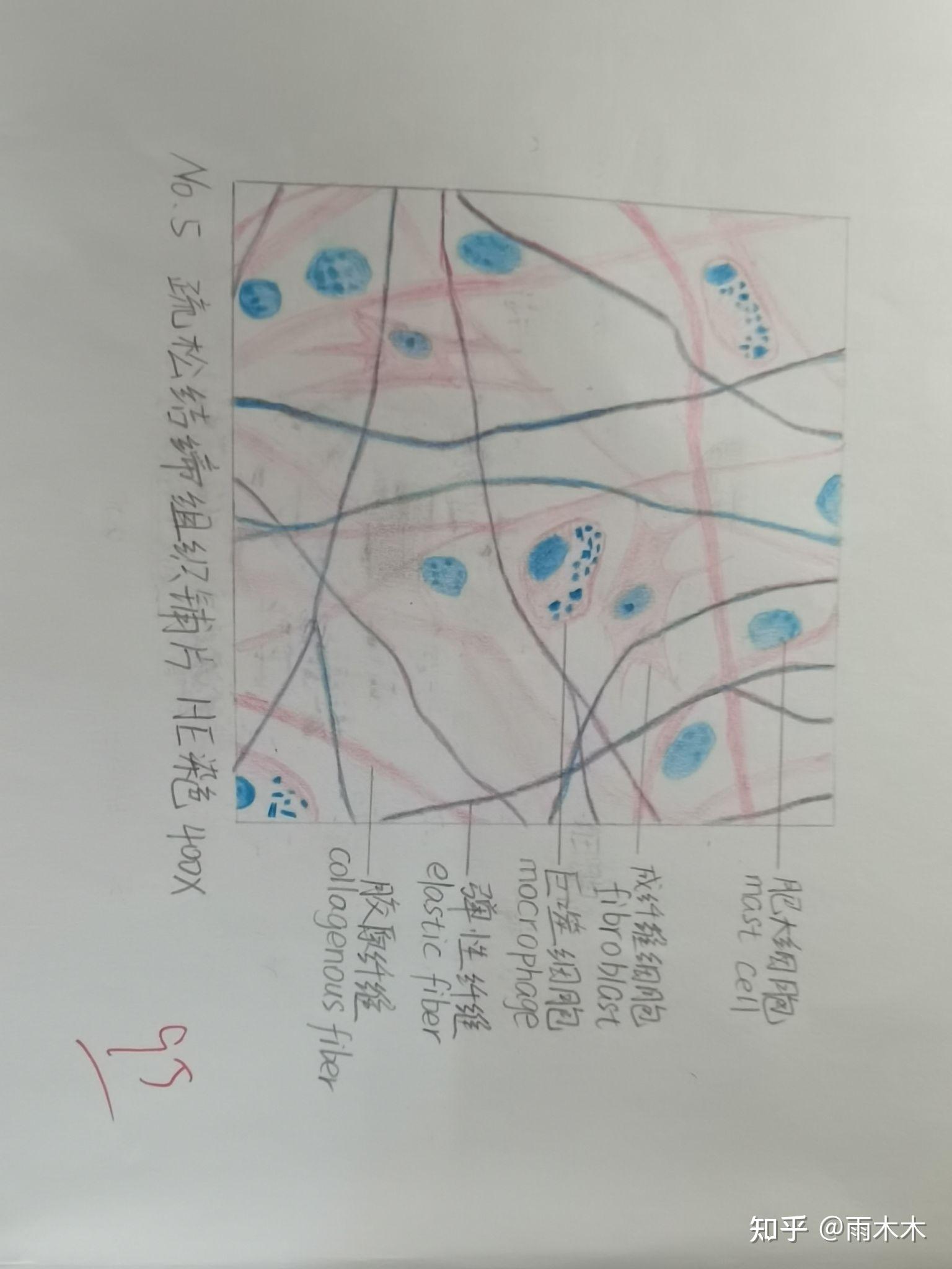 ②疏松结缔组织铺片①单层柱状上皮(空肠)