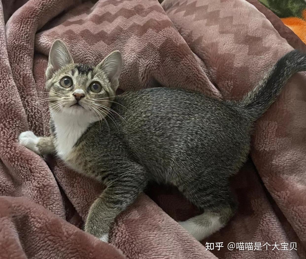 盘点十大中华田园猫,每款都是猫中珍宝,每款都很优秀 - 知乎