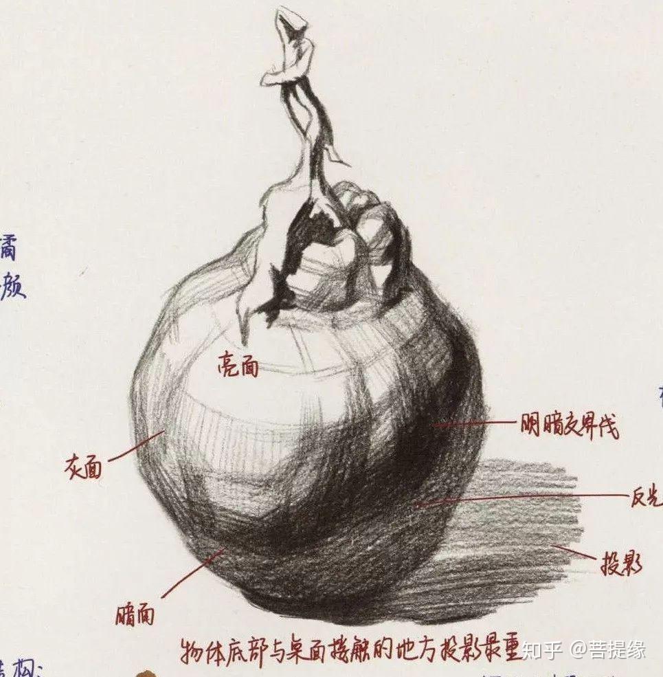 672.  橘子的素描结构67671.