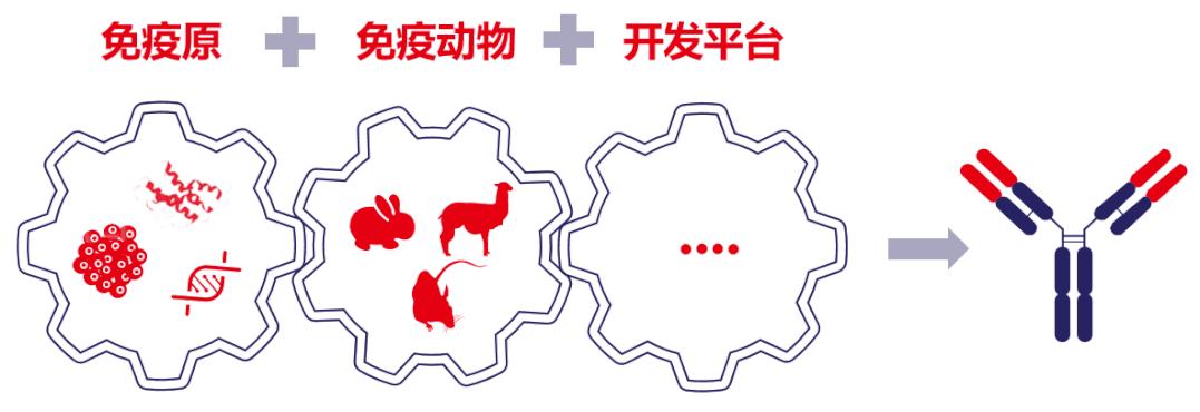 抗体开发之抗原选择 - 知乎