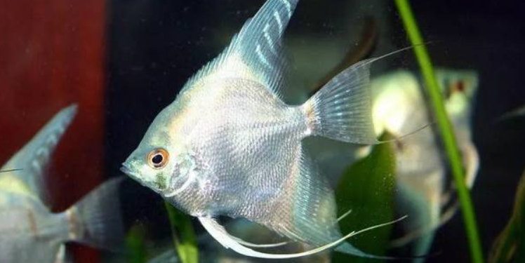 常见鱼种科普十一:神仙,色彩艳丽的仙子