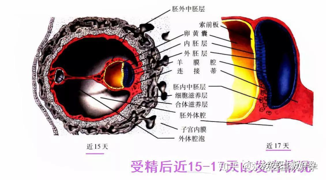 好孕问答|人体胚胎发育过程全解！时刻关注母体内宝宝的发育情况 - 知乎