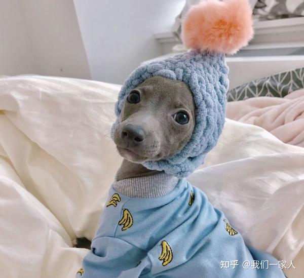 意大利灵缇犬,可爱又娇小的“精灵”,养了绝不后悔 - 知乎