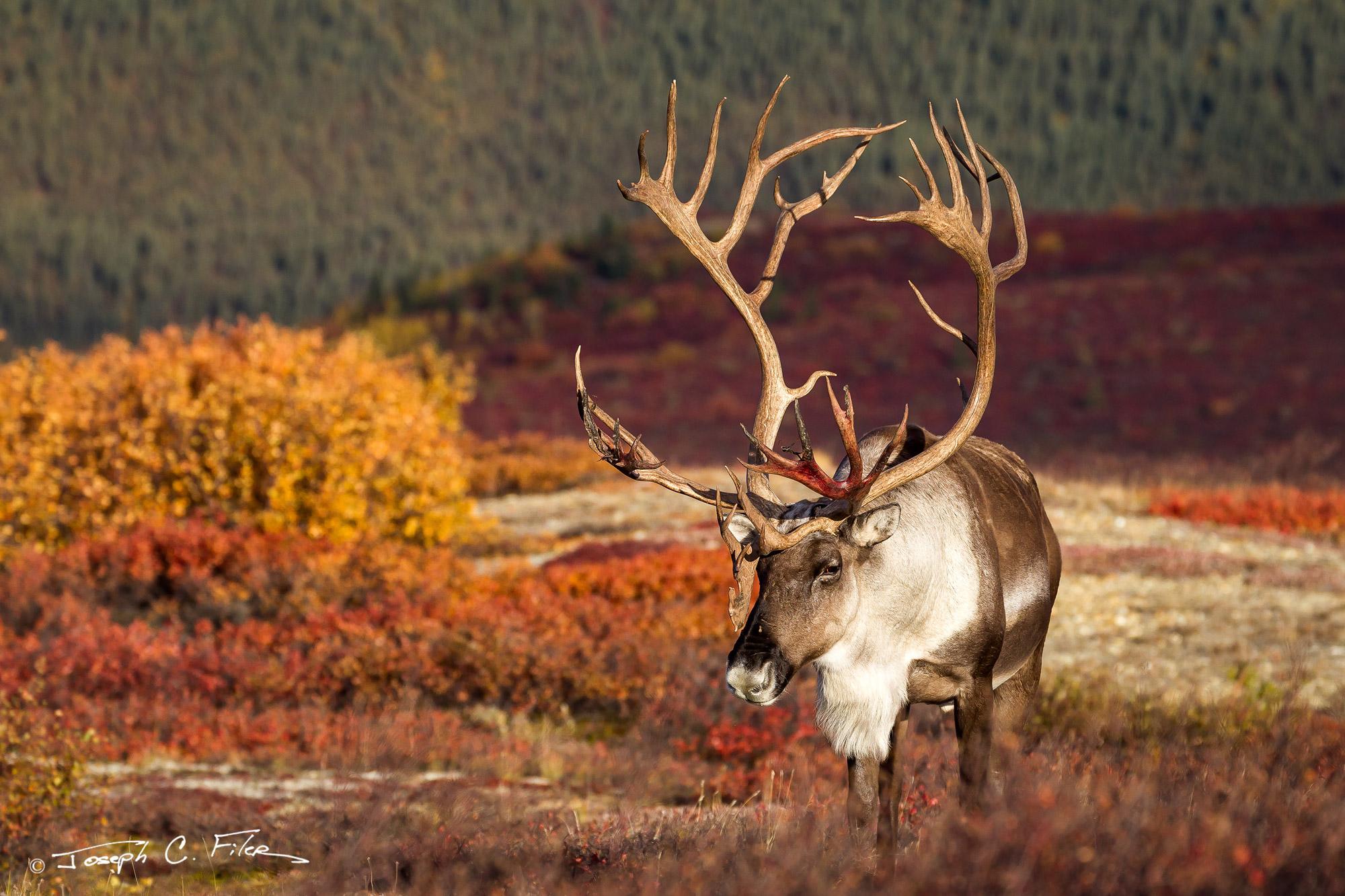 盛名之下,其实难副:圣诞节的驯鹿 - 知乎