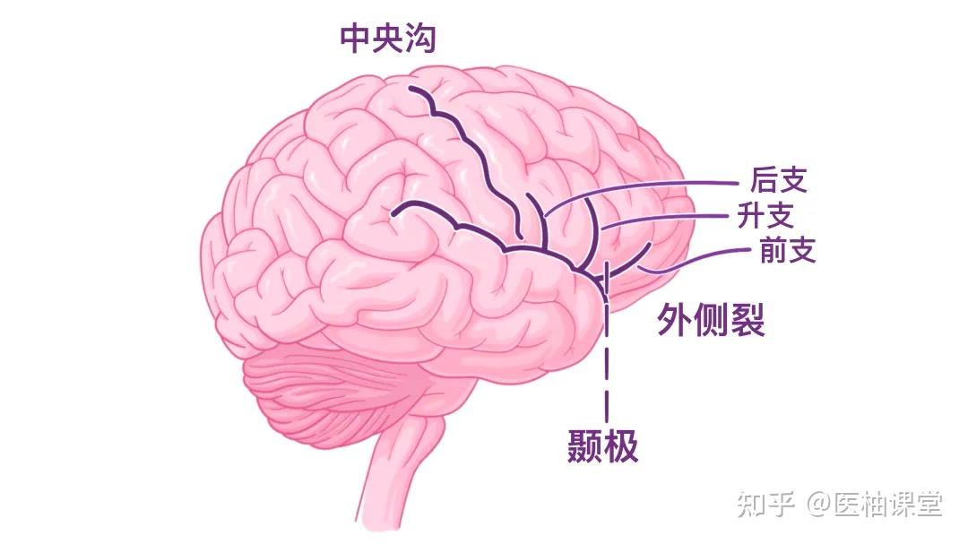 人体解剖学基础:大脑皮层 - 知乎