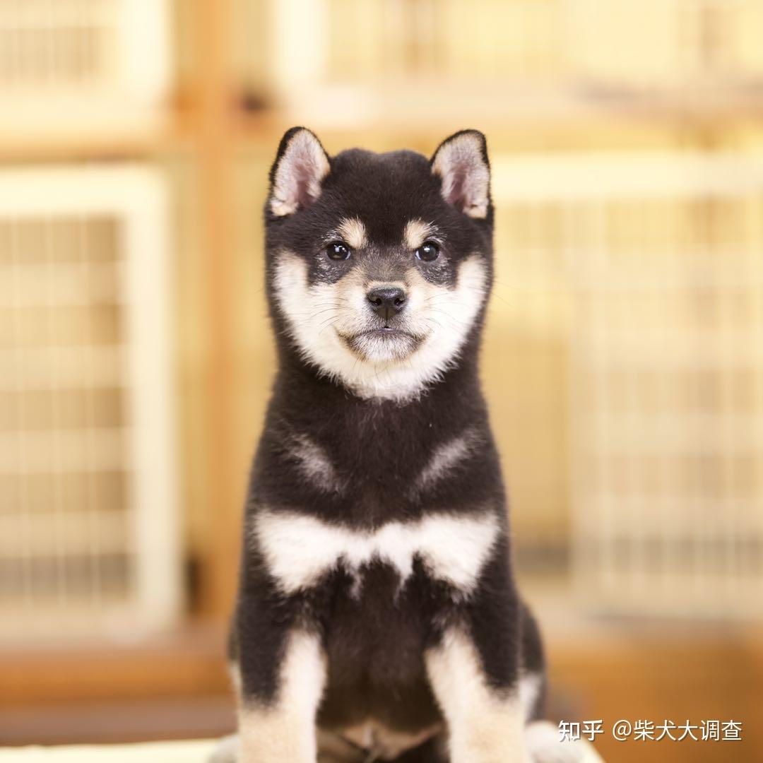 柴犬的形态特征和性格特点是什么