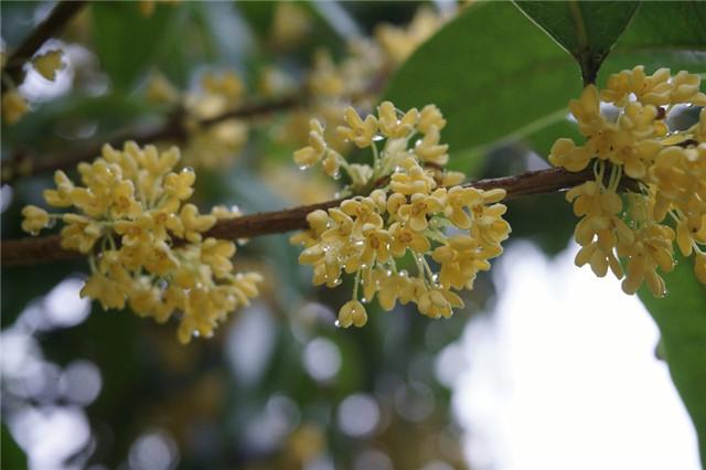 哪些花是在秋天开花的 v2-6b578d9697ac2a8112b14cd2740d1807_r.jpg