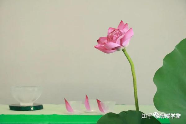 茶席设计之荷香夏韵 知乎