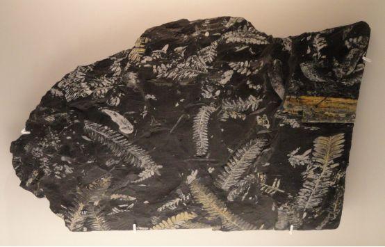 蕨类时代石炭纪