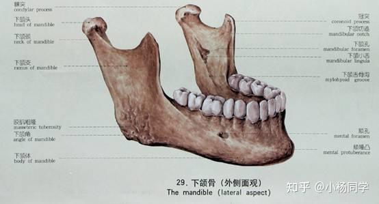 系统解剖学 - 知乎
