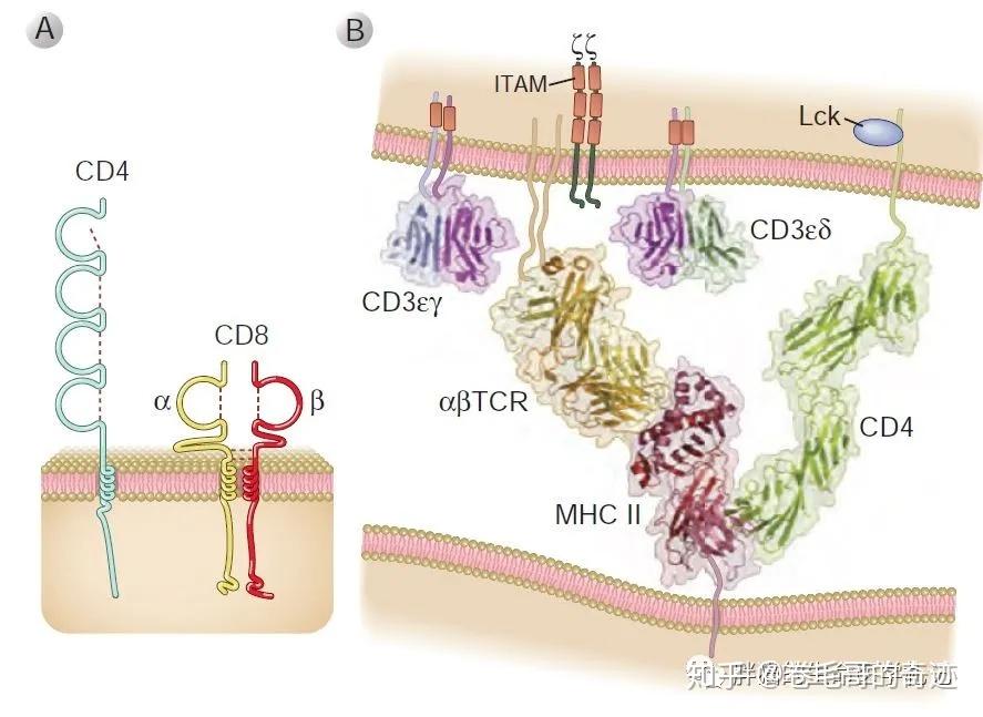 T细胞是如何被激活的？ - 知乎