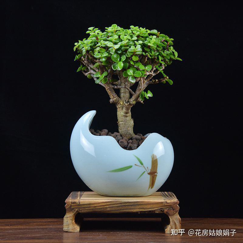 养金枝玉叶要勤快些，掌握这4个方面的技巧，快速养成高颜值盆景 - 知乎