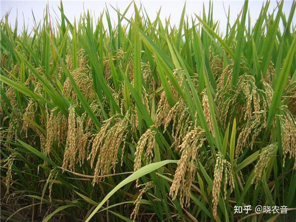 籼稻适宜的种植海拔上限是多少? - 知乎