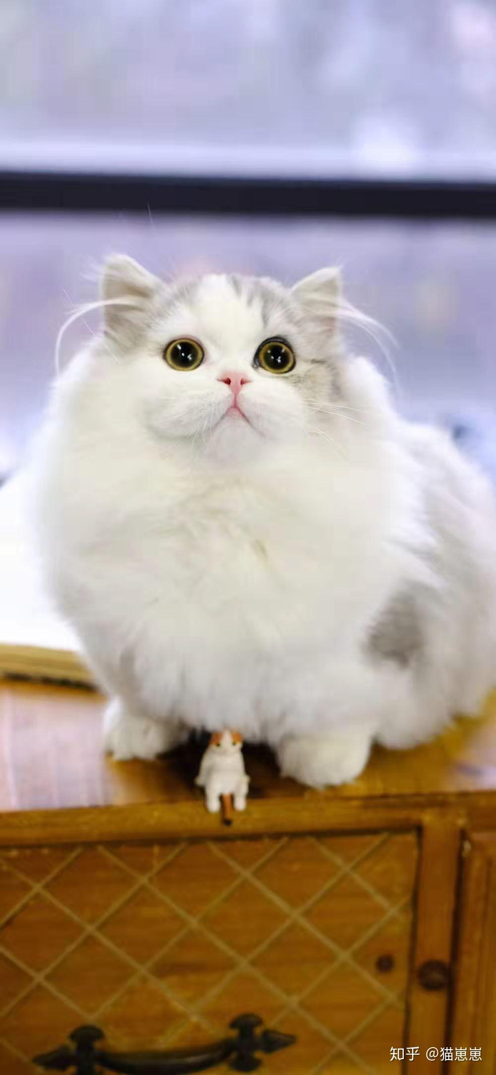 拿破仑猫爆米花图片