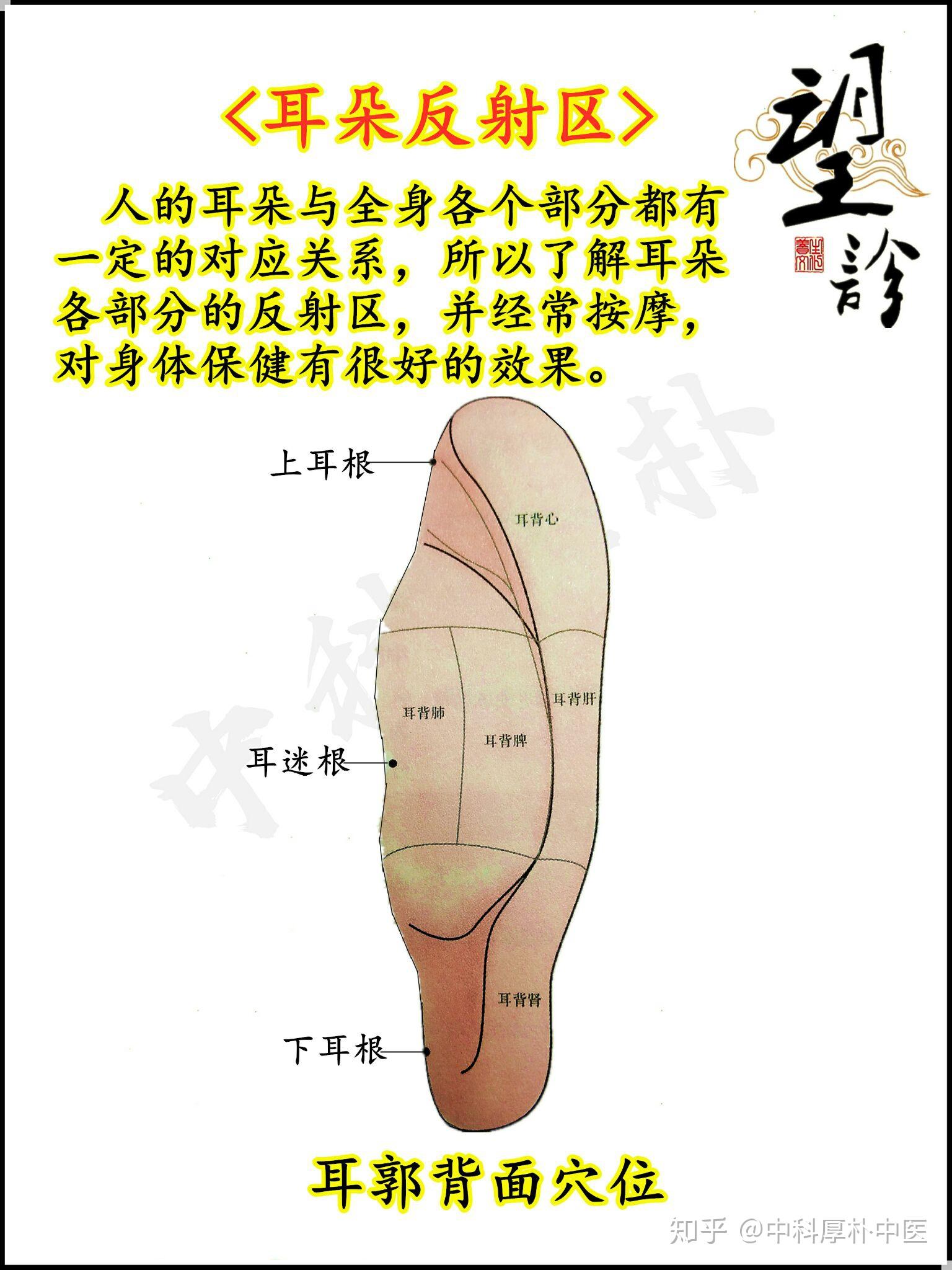 中医面部望诊耳朵部位解读连载九