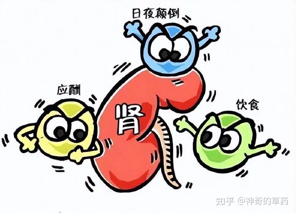 既肾阳虚，又肾阴虚，到底是先补阴还是先补阳？十大中成药推荐 - 知乎