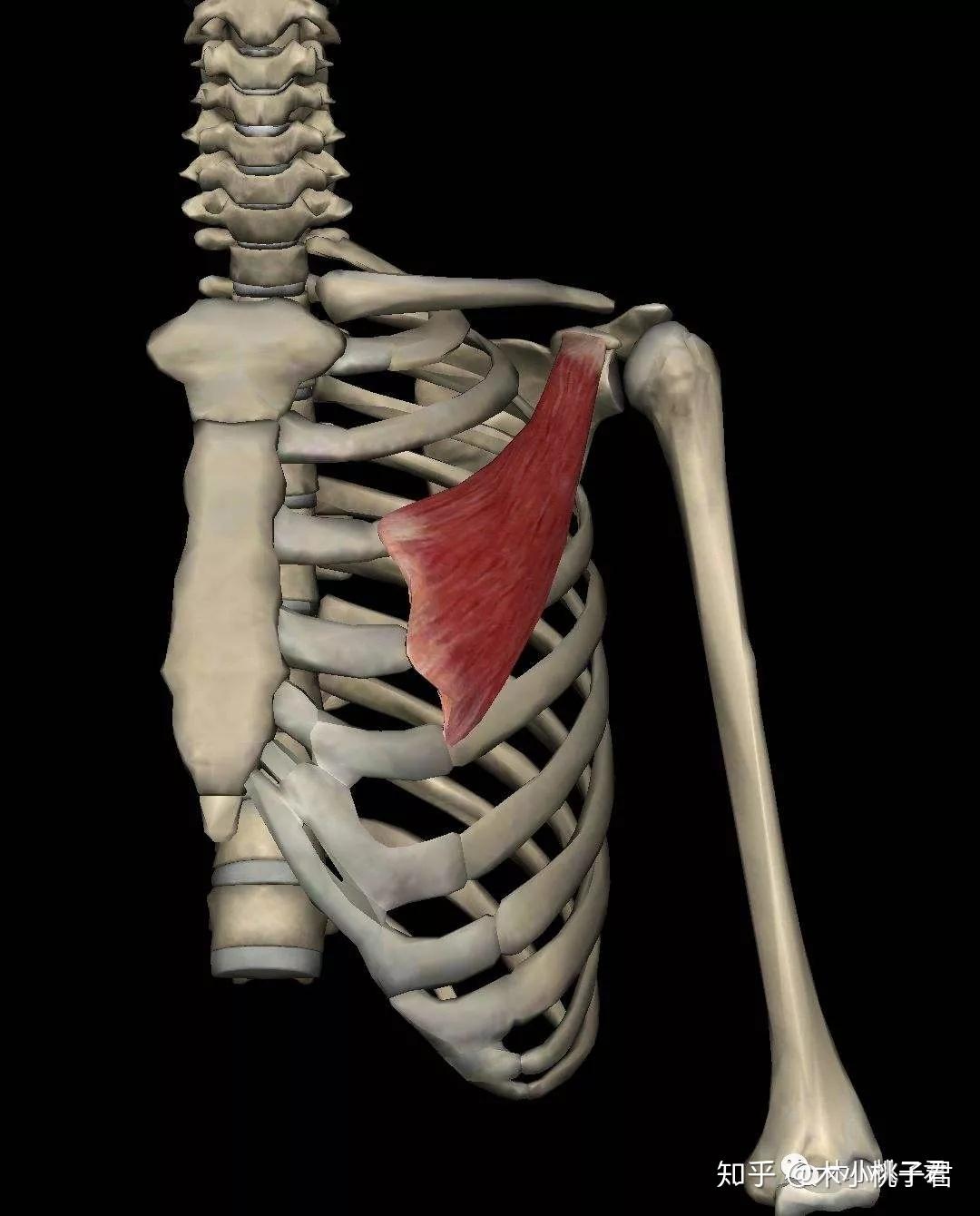 胸锁乳突肌寻找,平躺在床上头往上抬,脖子硬起那个地方.3.