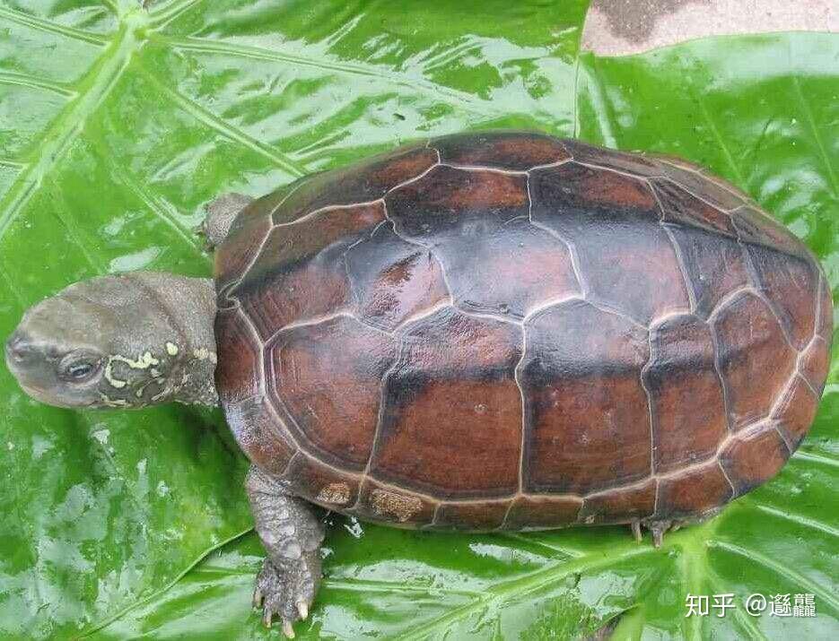 中华草龟 - 知乎