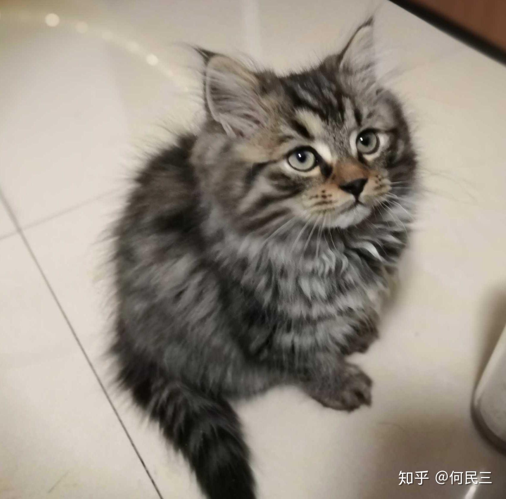 我的猫是缅因猫还是狸花猫啊