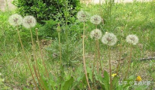 怎样才能治好慢性咽炎 v2-6bb7cc42f7931a96ba0d34bef8540de7_r.jpg