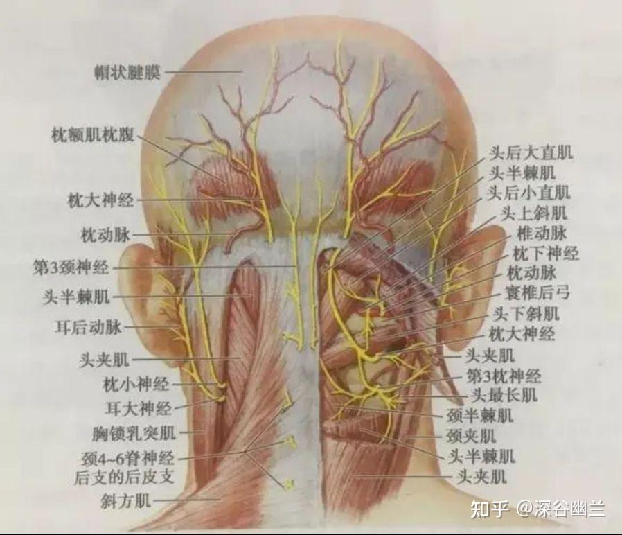 头皮神经分布图图片