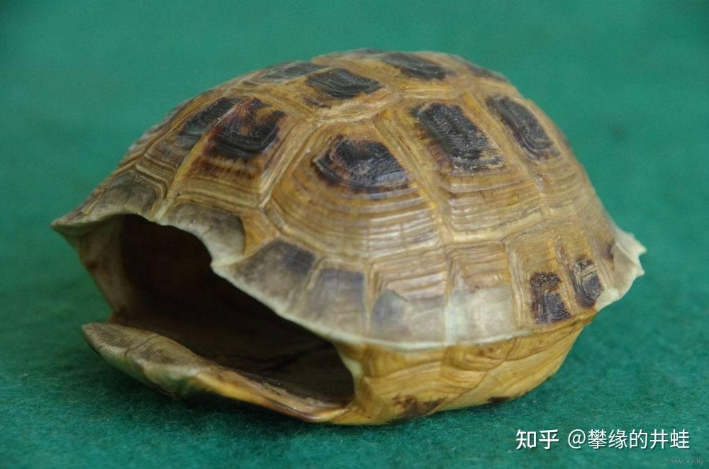 【地球演义】第二百七十七回 龟虽寿1：指破鼍龙壳 - 知乎