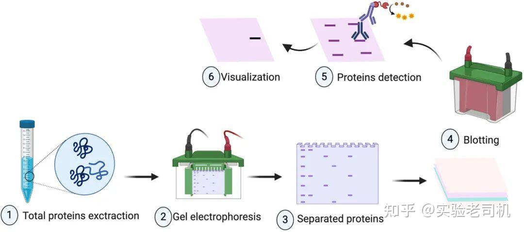 一,原理蛋白质免疫印迹法即western blot.