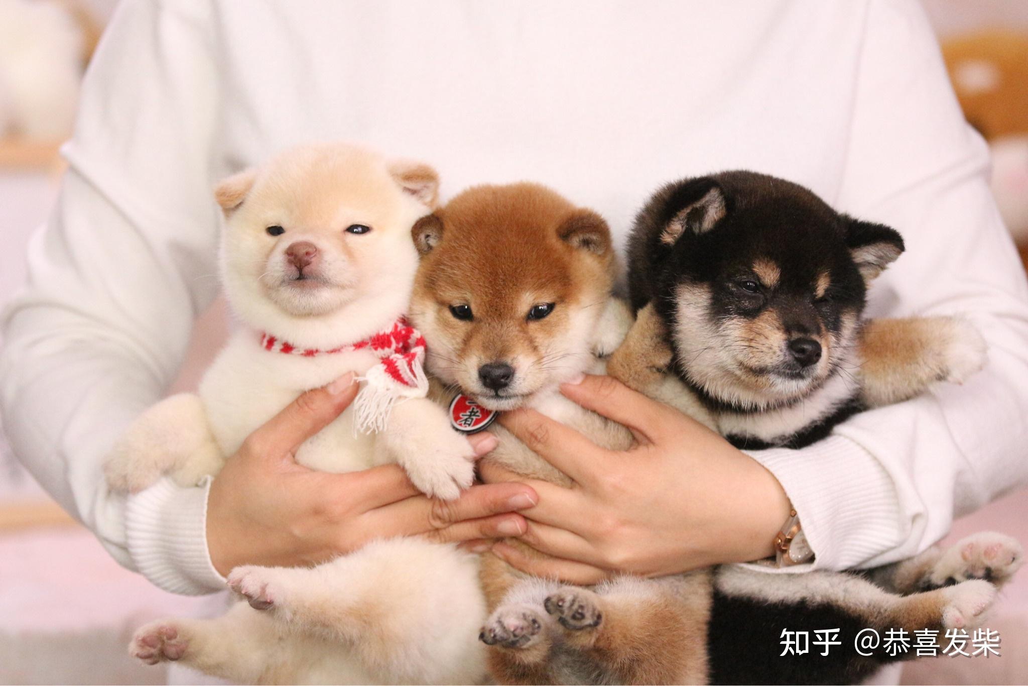 柴犬好养吗柴犬拆家吗