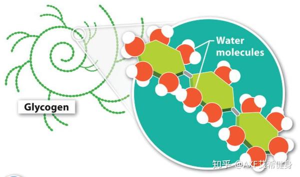 生物化学基础:糖原 - 知乎