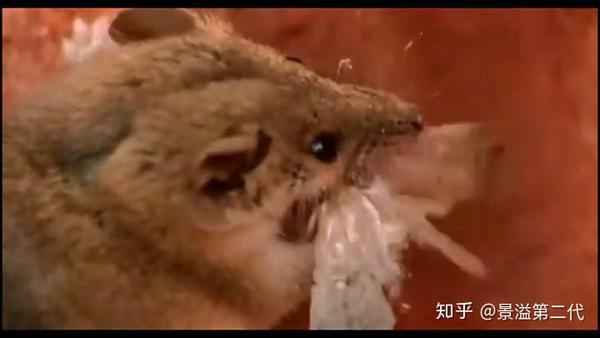 大袋鼯鼠