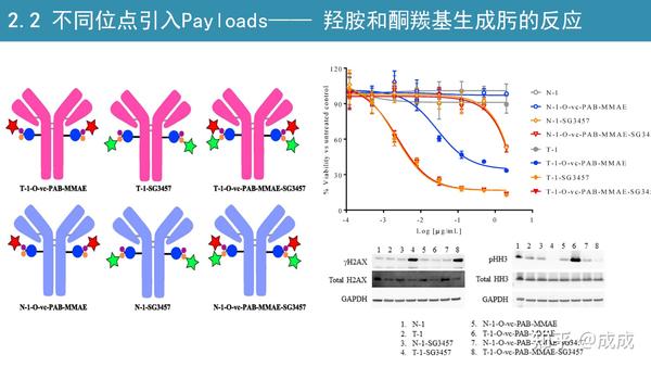 双载荷ADC的构建思路| Antibody-drug conjugates with dual payloads - 知乎