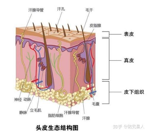 頭皮老化的速度是面部老化的6倍頭皮比頭髮更需要護理