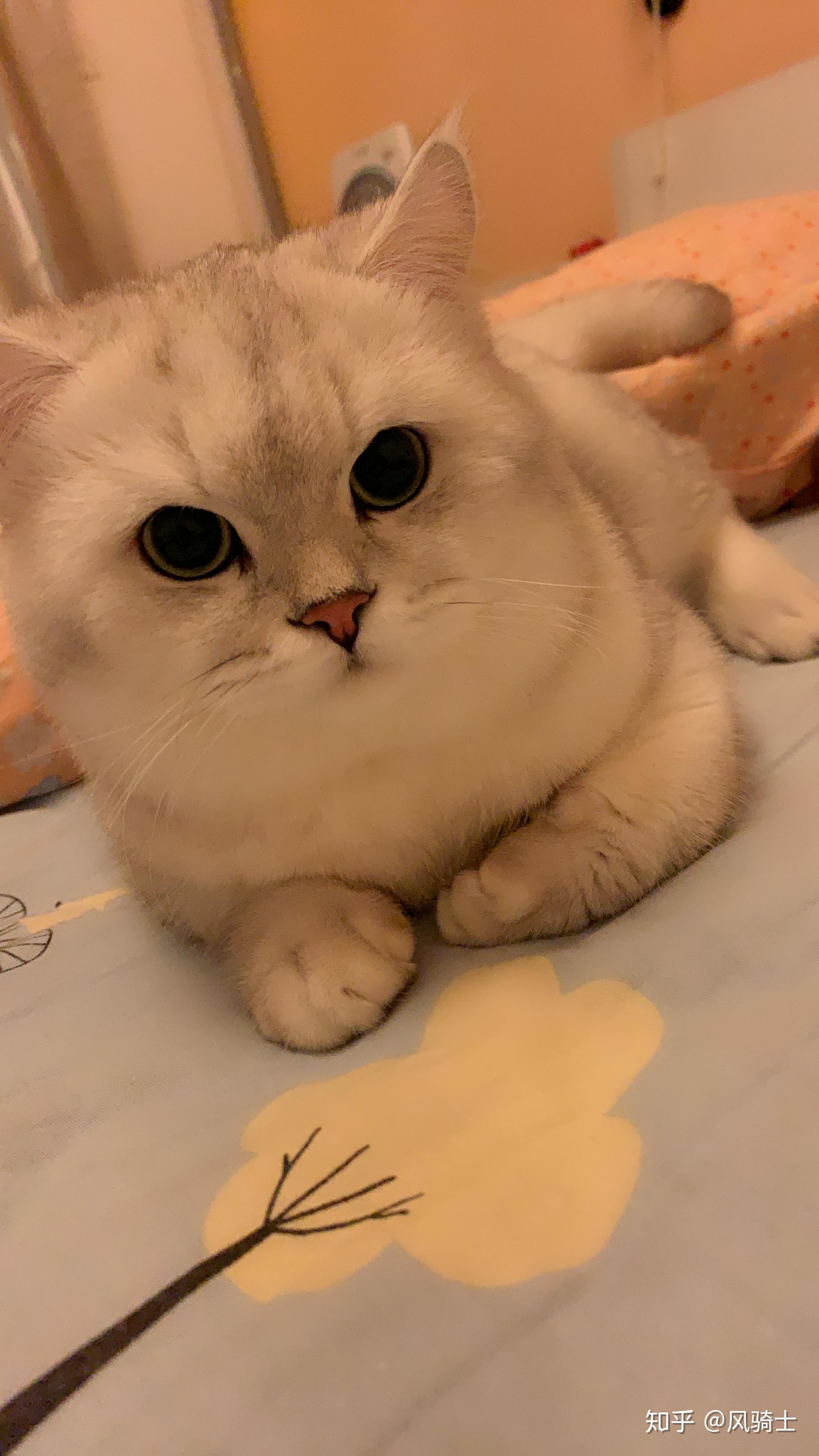 银渐层种公借配(北京海淀)