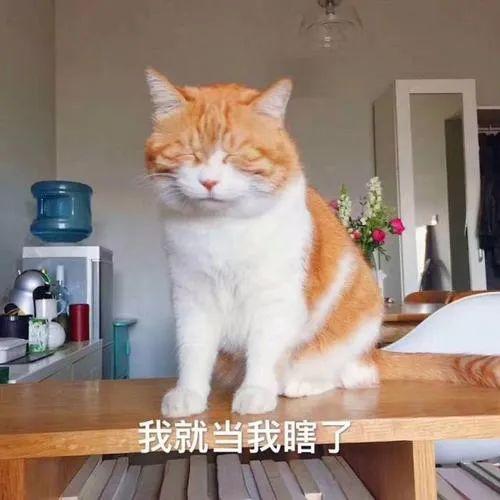 变可爱的秘诀:把这些可爱猫猫表情包收藏起来,用在平时的聊天上