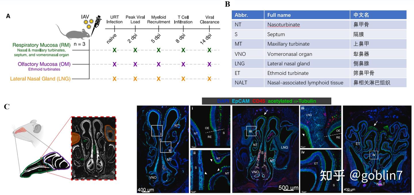 Memory Flu 文献阅读——Primary nasal influenza infection rewires tissue-scale memory ...
