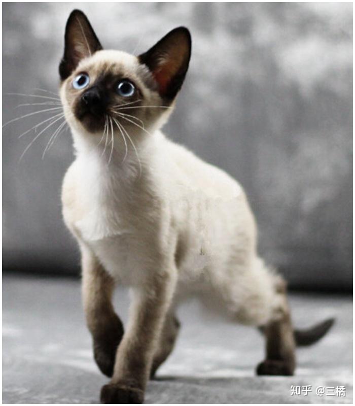 猫咪图鉴暹罗xianluo